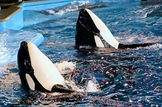 Port Canaveral (Orlando) Sea World cruise excursion